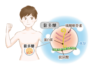 體內的黏多醣